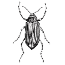 Corn Beetle Icon